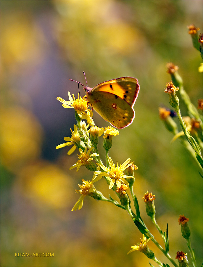 Mallorca_Upoenie-solncem_Ritam-W