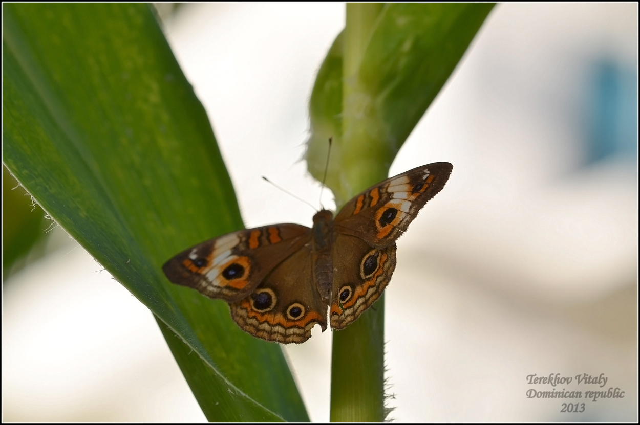 Mangrove_Buckeye_Junonia_genoveva_