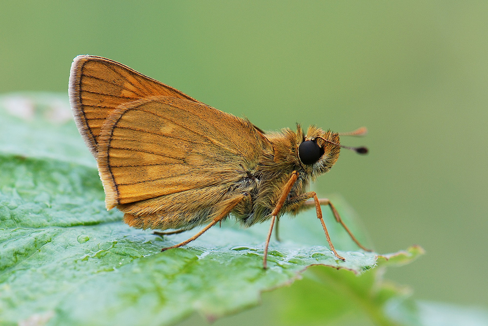 Mi_353_kinis_storgalvis-412