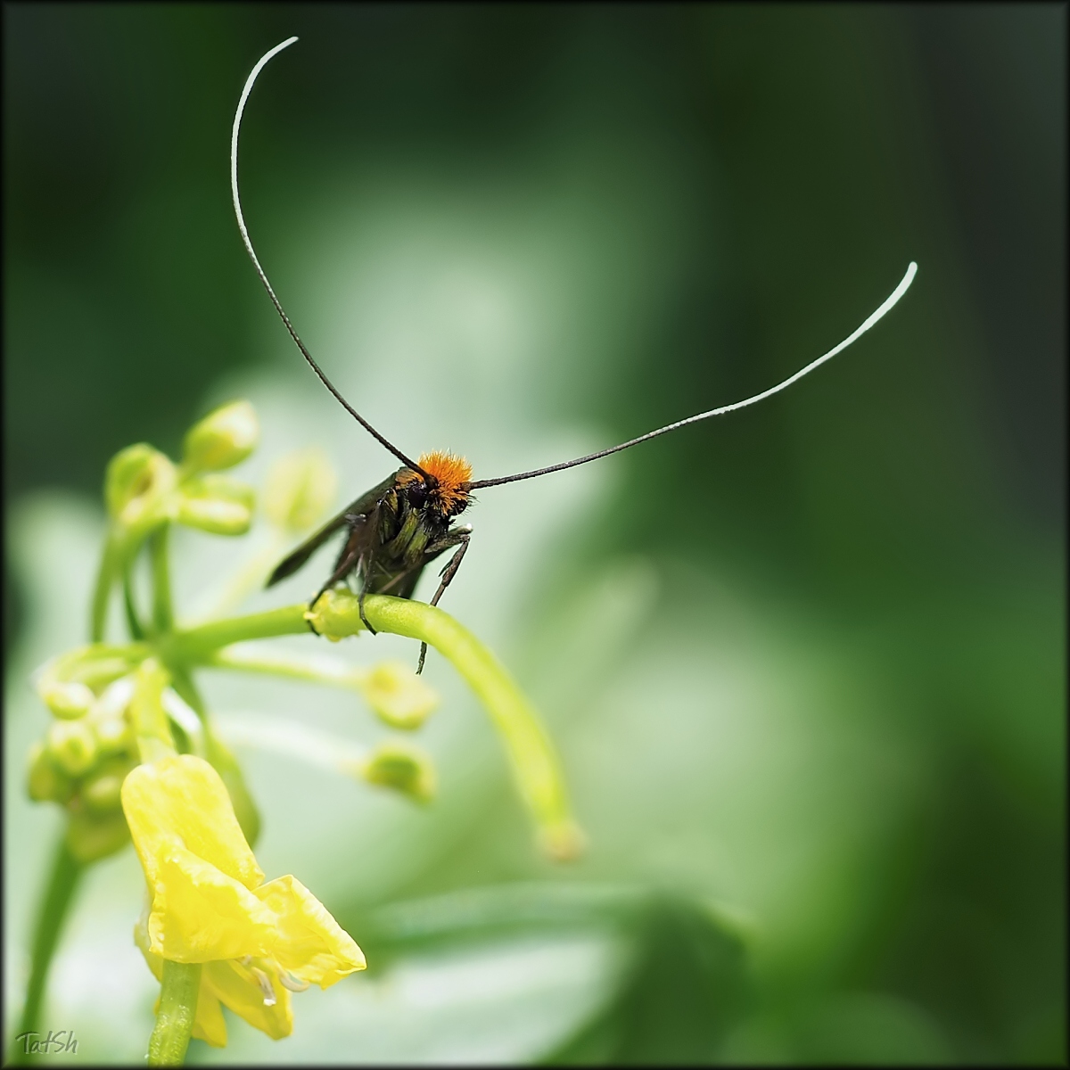 Micropterigidae_Micropterix_calthella_2015-05-30_13-11-26_