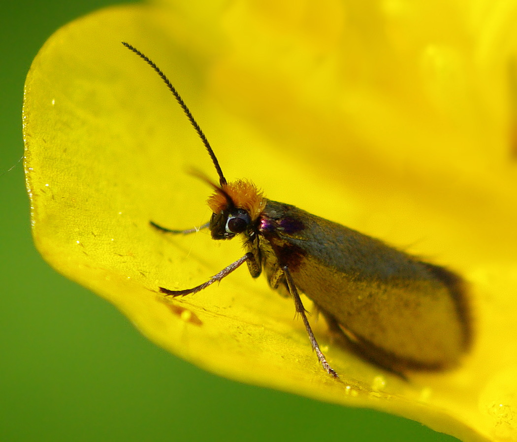 Micropterix_calthella