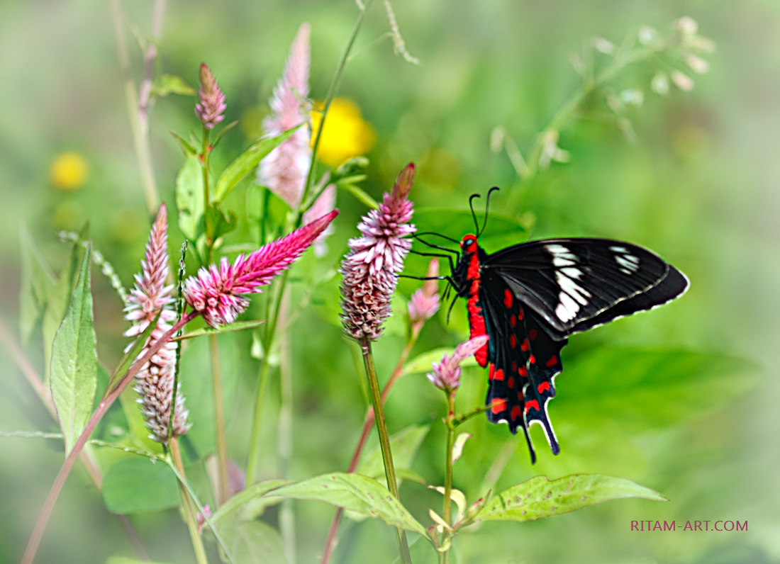 Moment-of-Indian-Summer_Ritam-W