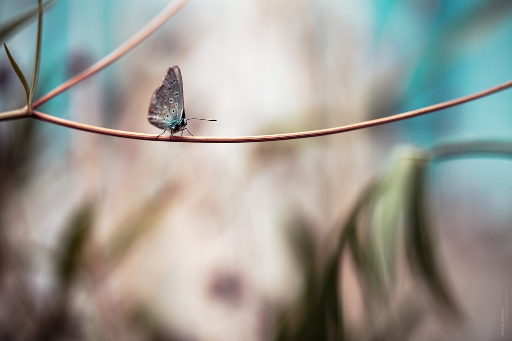 Mother-of-a-peartl_4_s_77_1024_l_n