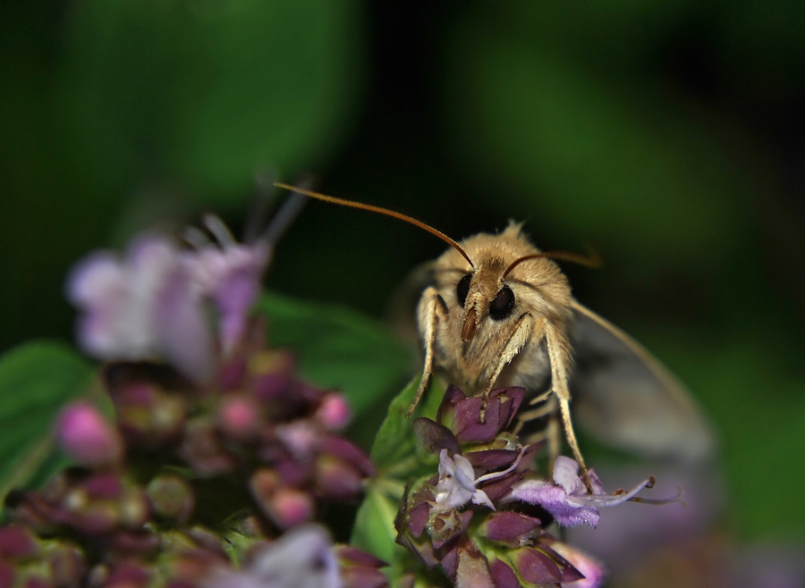 Noctuidae1