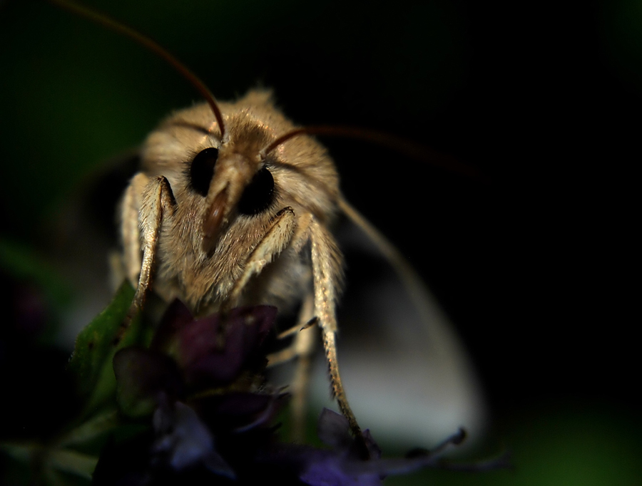 Noctuidae_5_