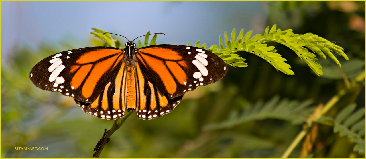 Noon_Rest_-_Danaus_genutia_butterfly_-_Ritam