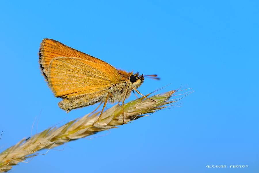 Ochlodes_sylvanus_-_