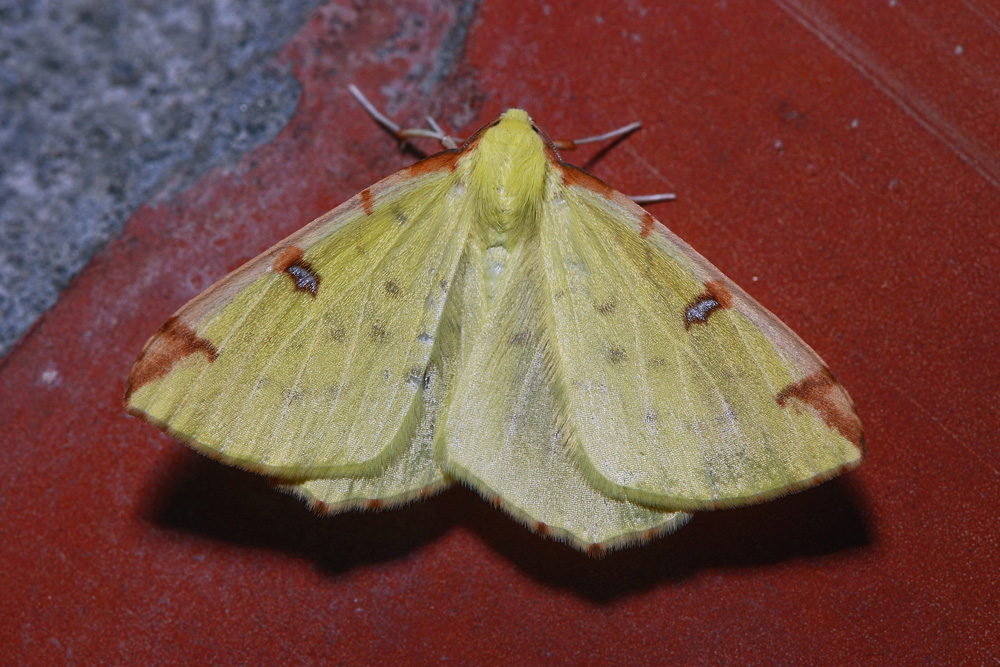 Opisthograptis_luteolata_1000