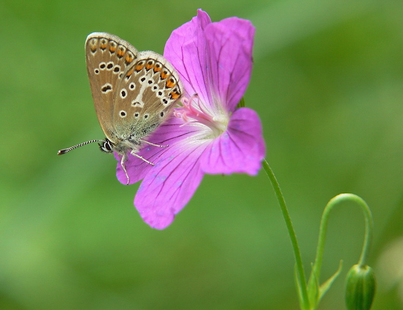 P1670584_AriciaEumedon