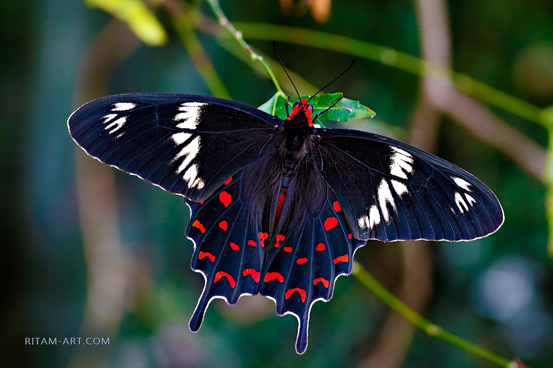 Pachliopta-hector_Rose-butterfly_W