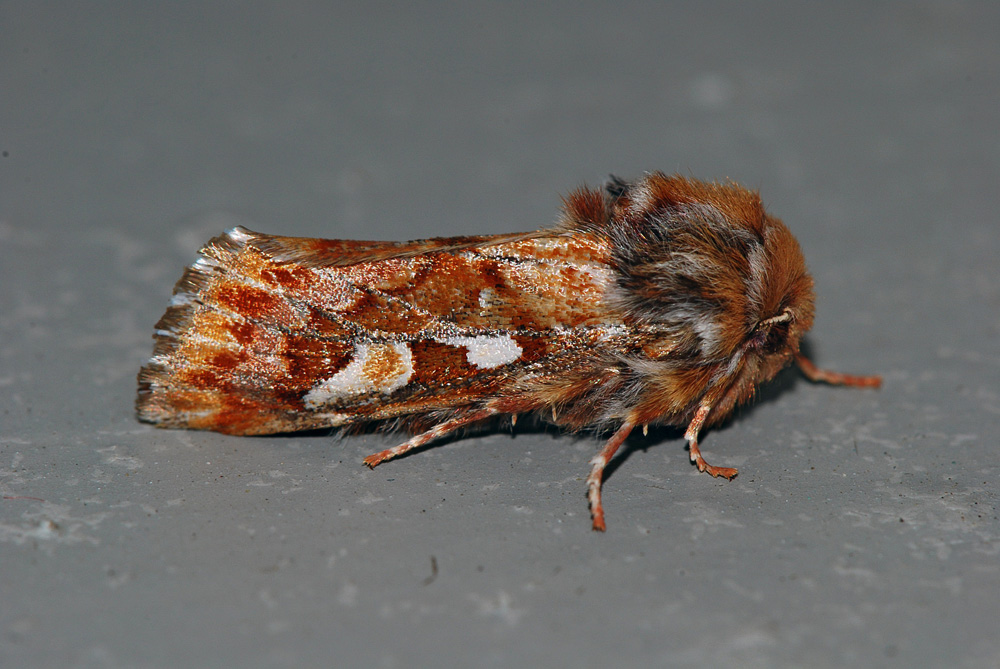 Panolis_flamea_-_1000