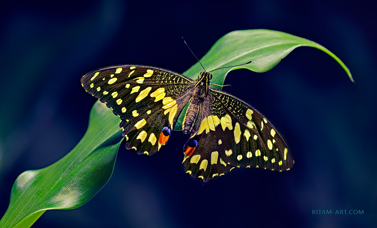 Papilio-Demoleus_Lime-butterfly_Ritam-W