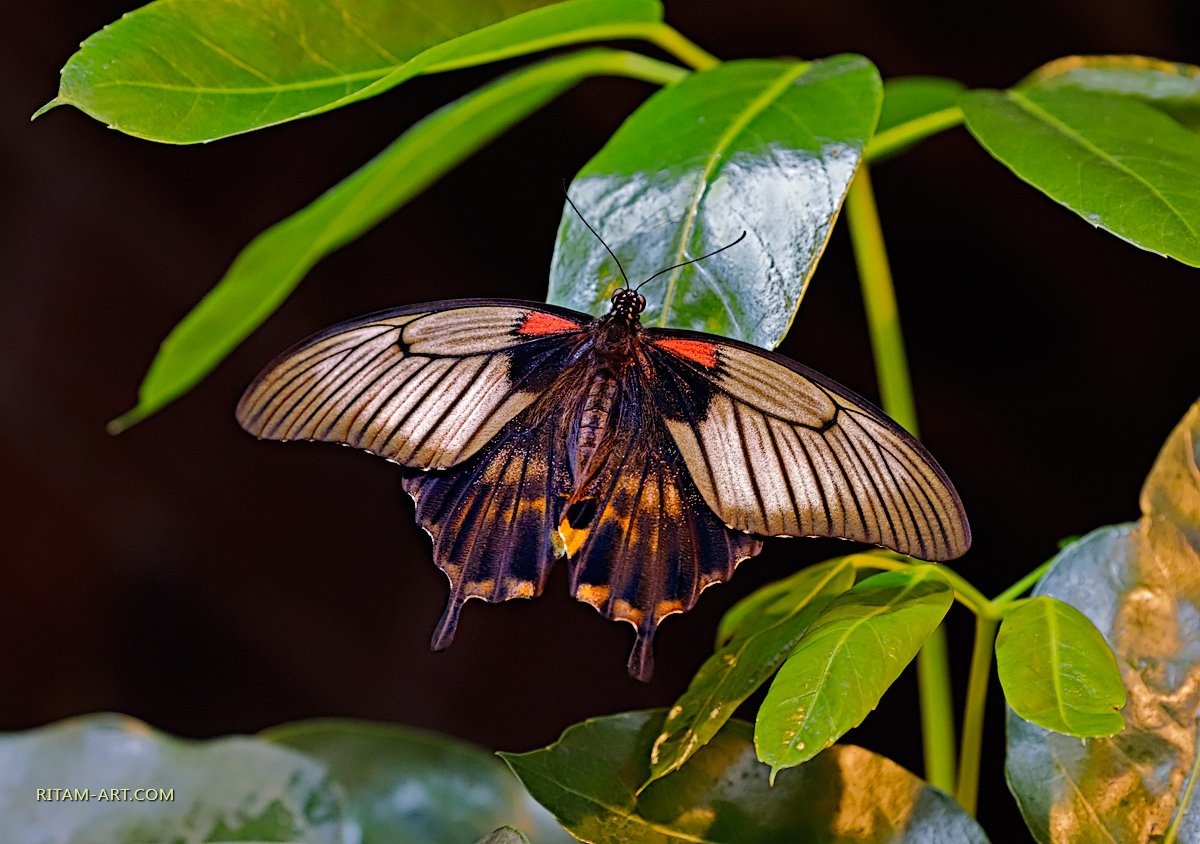 Papilio-Lowi-butterfly_Ritam-W