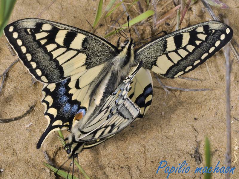 Papilio-machaon2