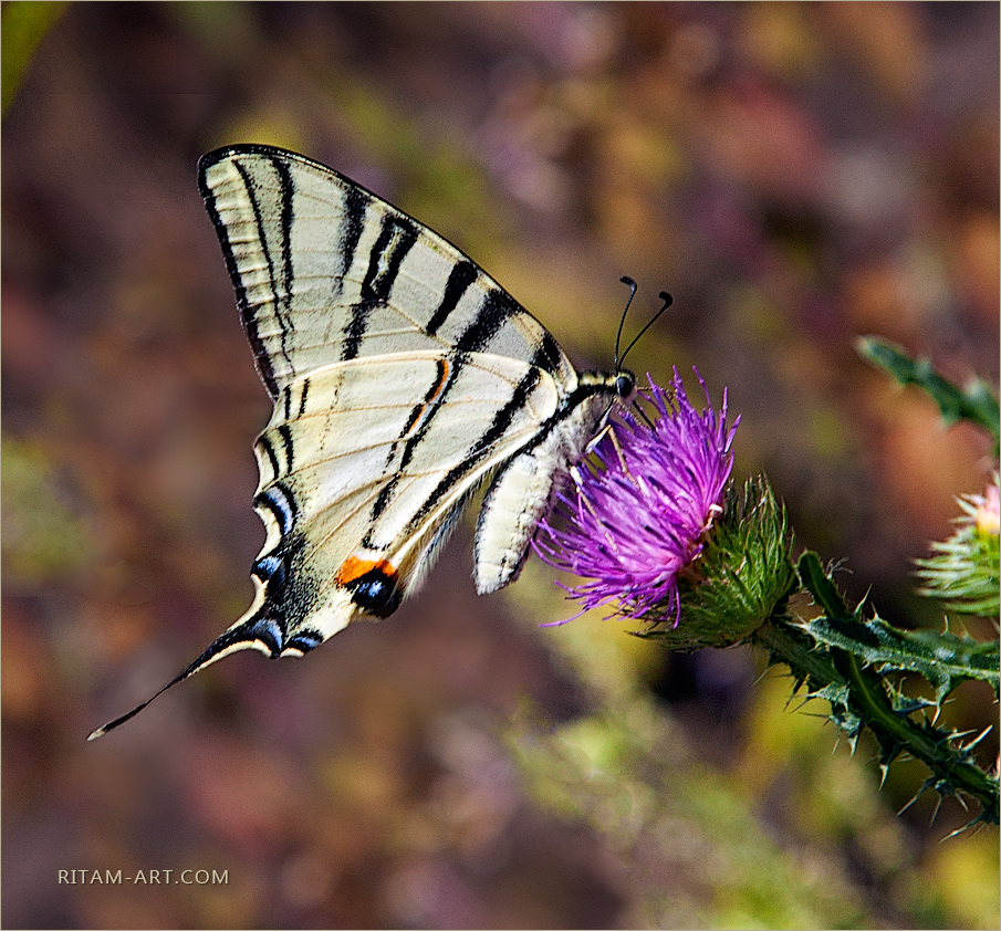 Papilio-podalirius-butterfly_Ritam-W