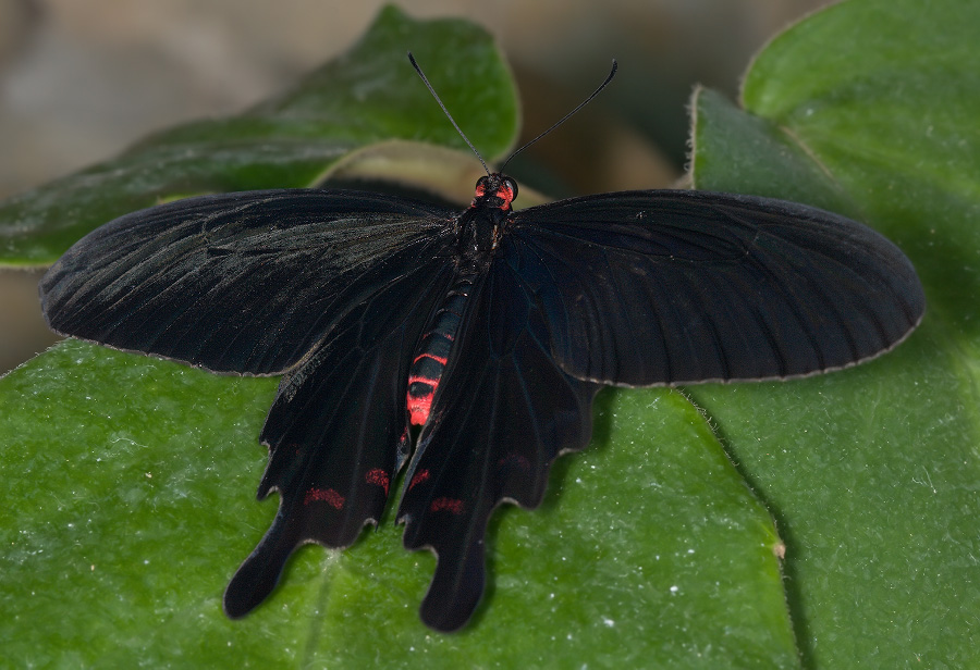 Papilio_