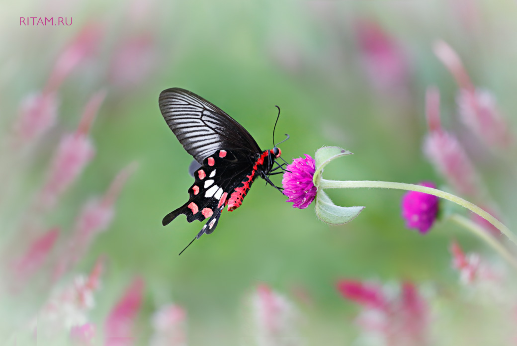 Papilio_Rose_-_India_-_Ritam_W