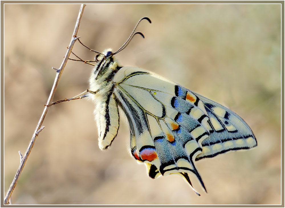 Papilio_machaon