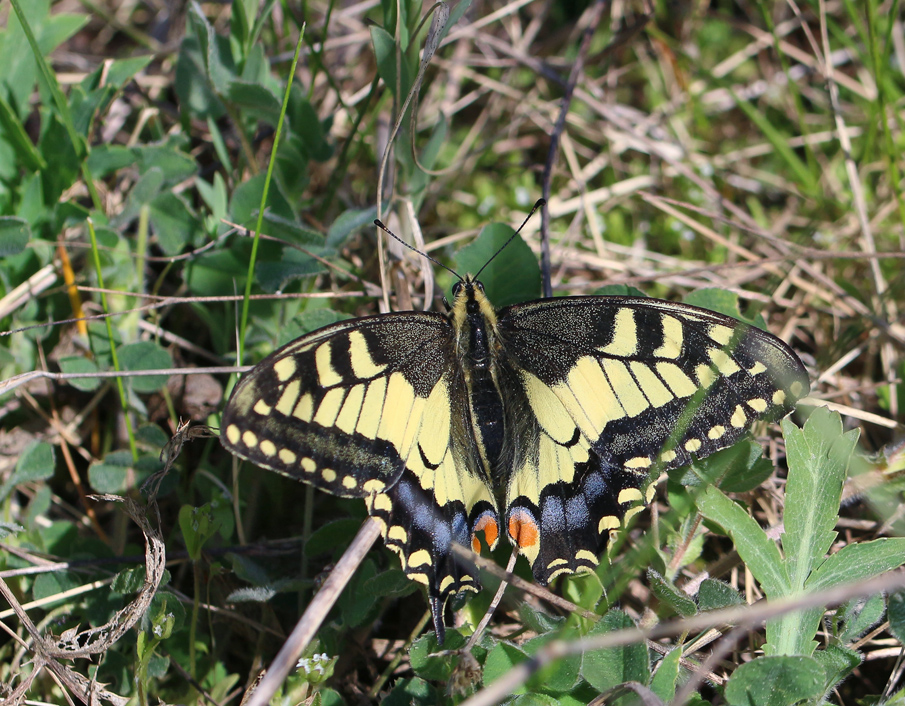 Papilio_machaon_IMG_6193_