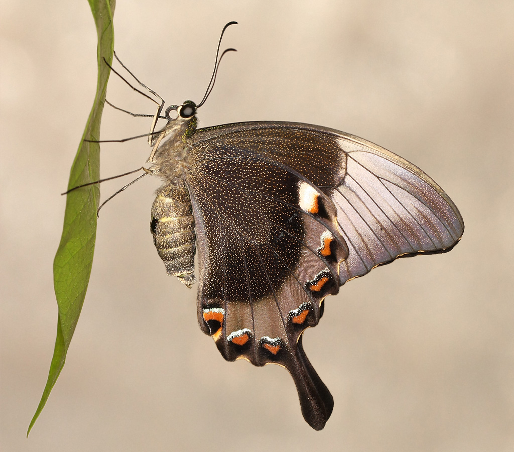 Papilio_palinuris