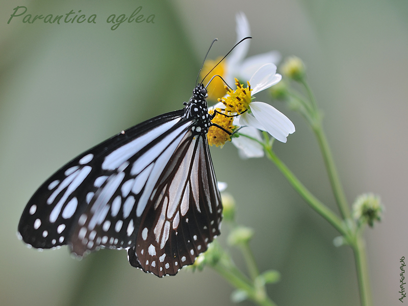 Parantica-aglea2