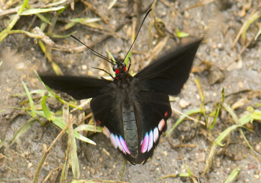 Parides_erythalion_Pcch_31_aug-2014_2365