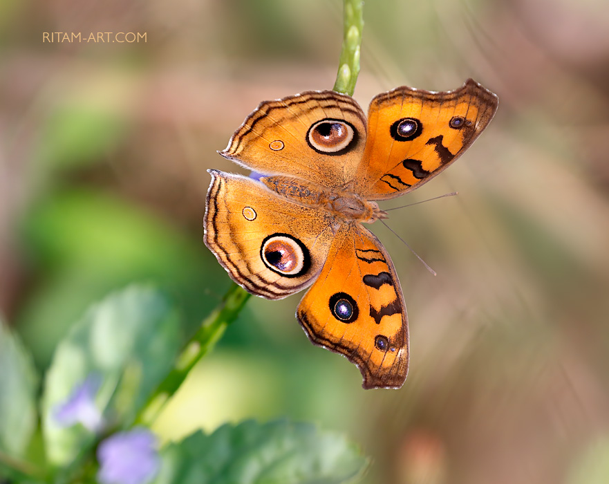 Peacock-Pansy-Butterfly_Ritam-W