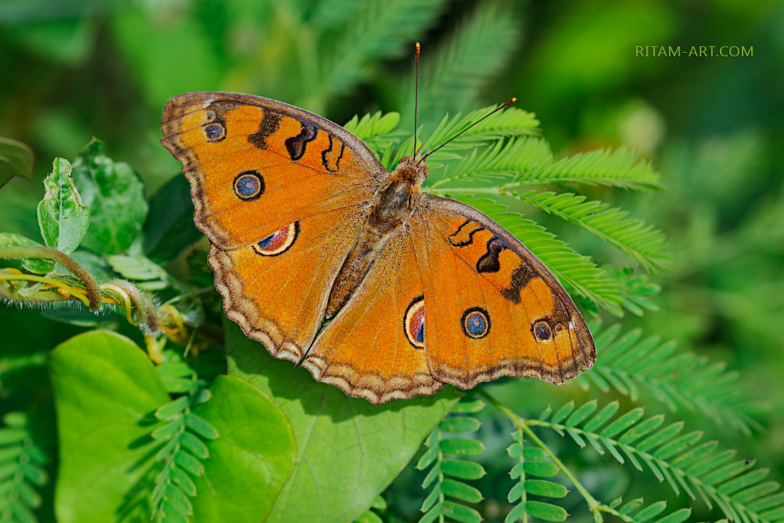 Peacock-Pansy_Junonia-Atlites_Ritam-W1