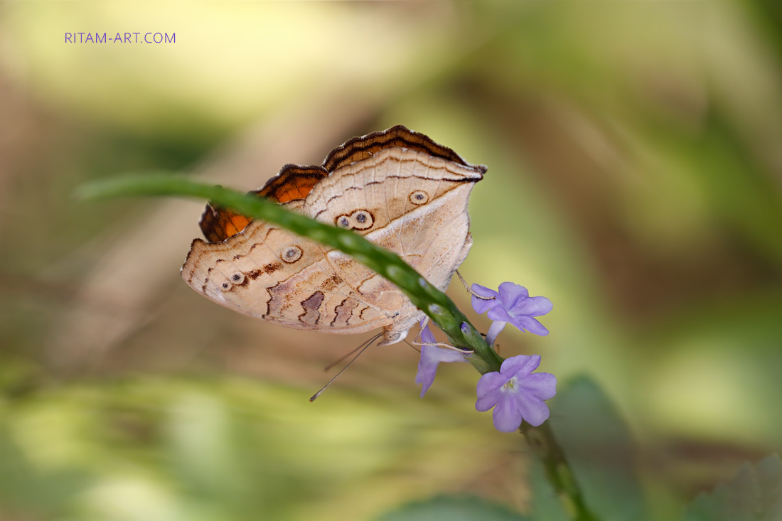 Peacock-Pansy_Ritam-W