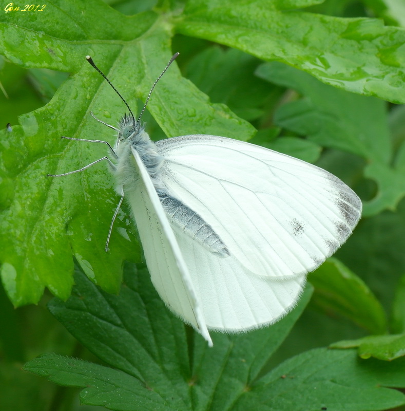 Pieris_napi