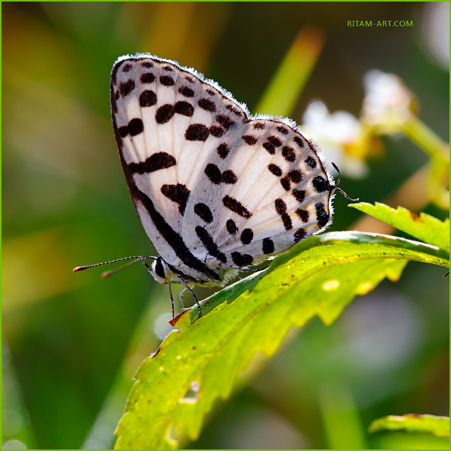 Pierrot-butterfly_Ritam-900