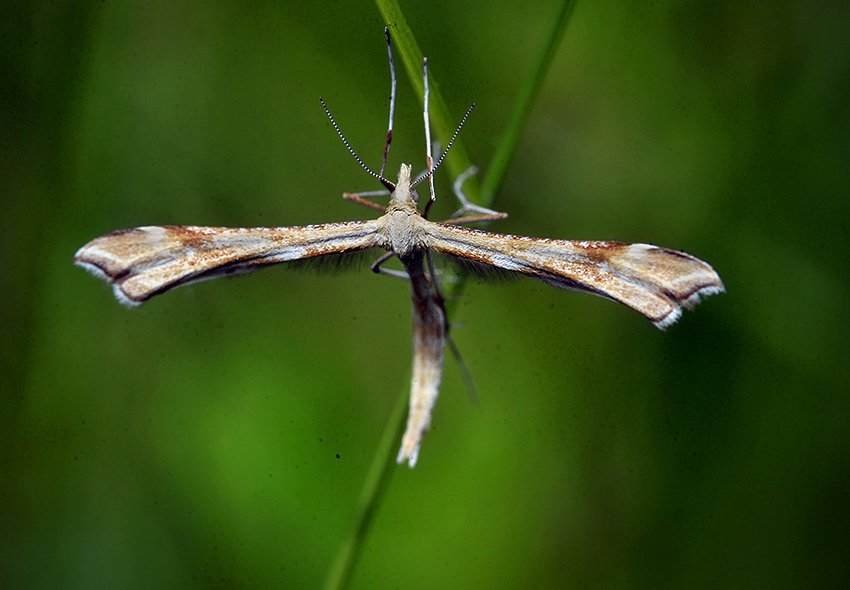 Platyptilia_pallidactyla_4086