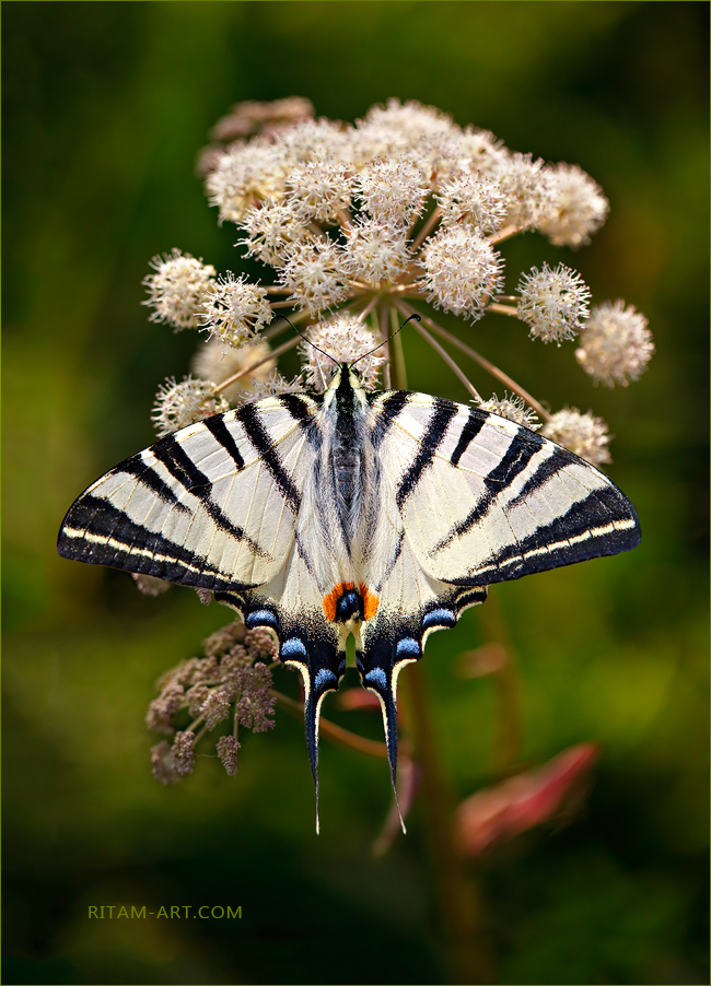 Podalirius-Swallowtail_Summer-Dream_Ritam-W