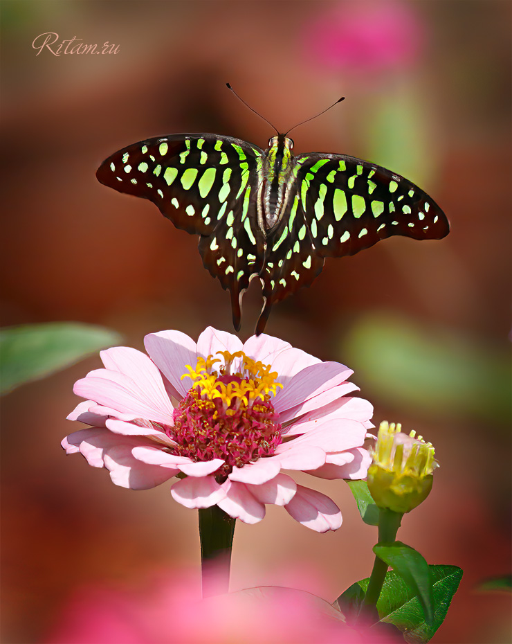 Poehali_-_Butman_-_Ritam_W