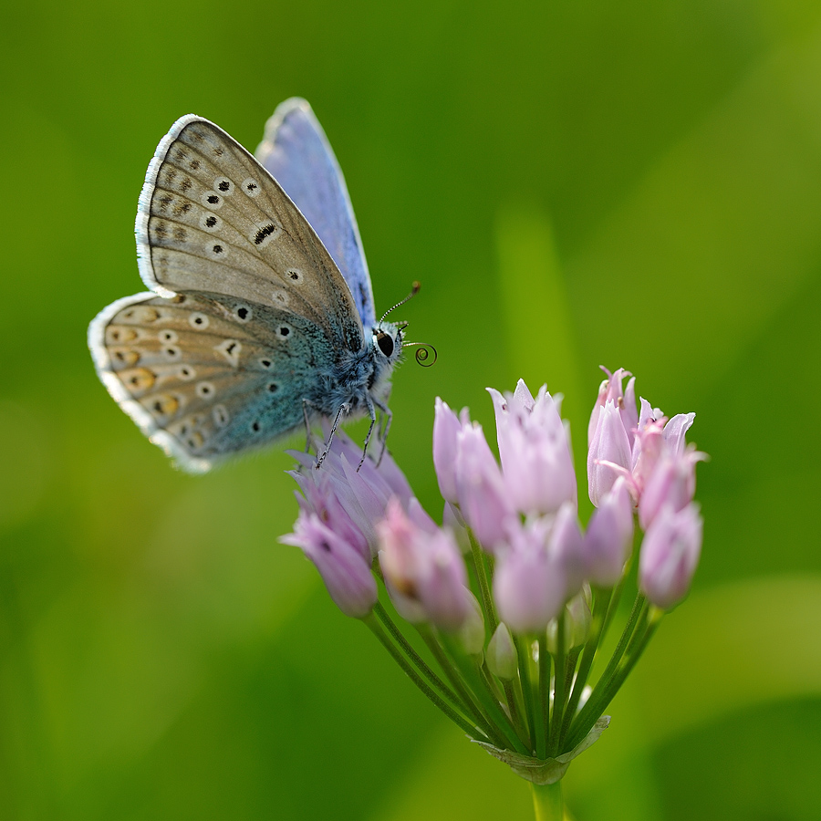 Polyommatus_icarus_-_