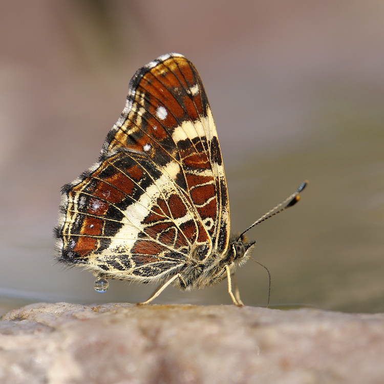 Prirody-detskie-sekrety2