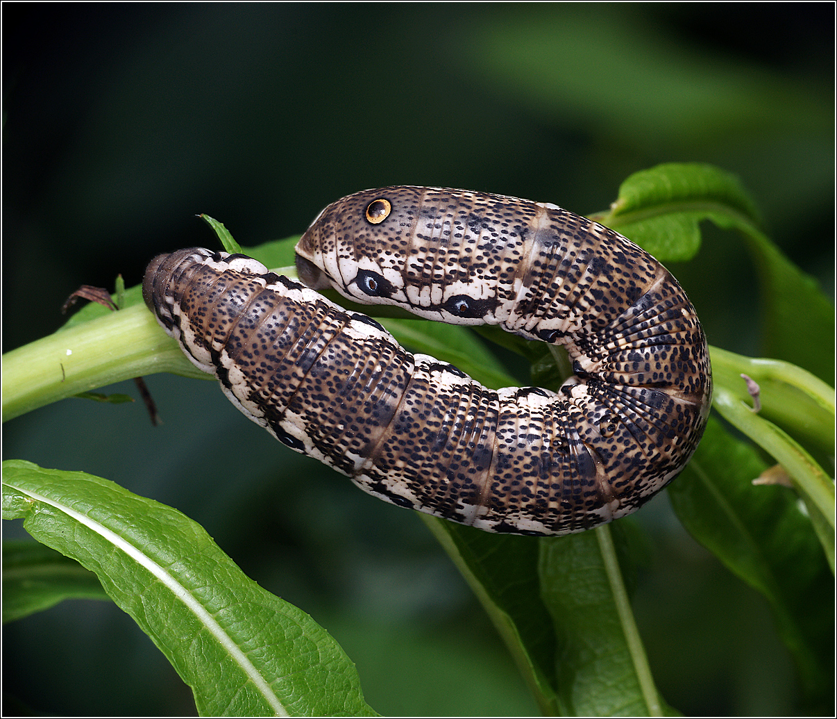 Proserpinus-proserpina-2011