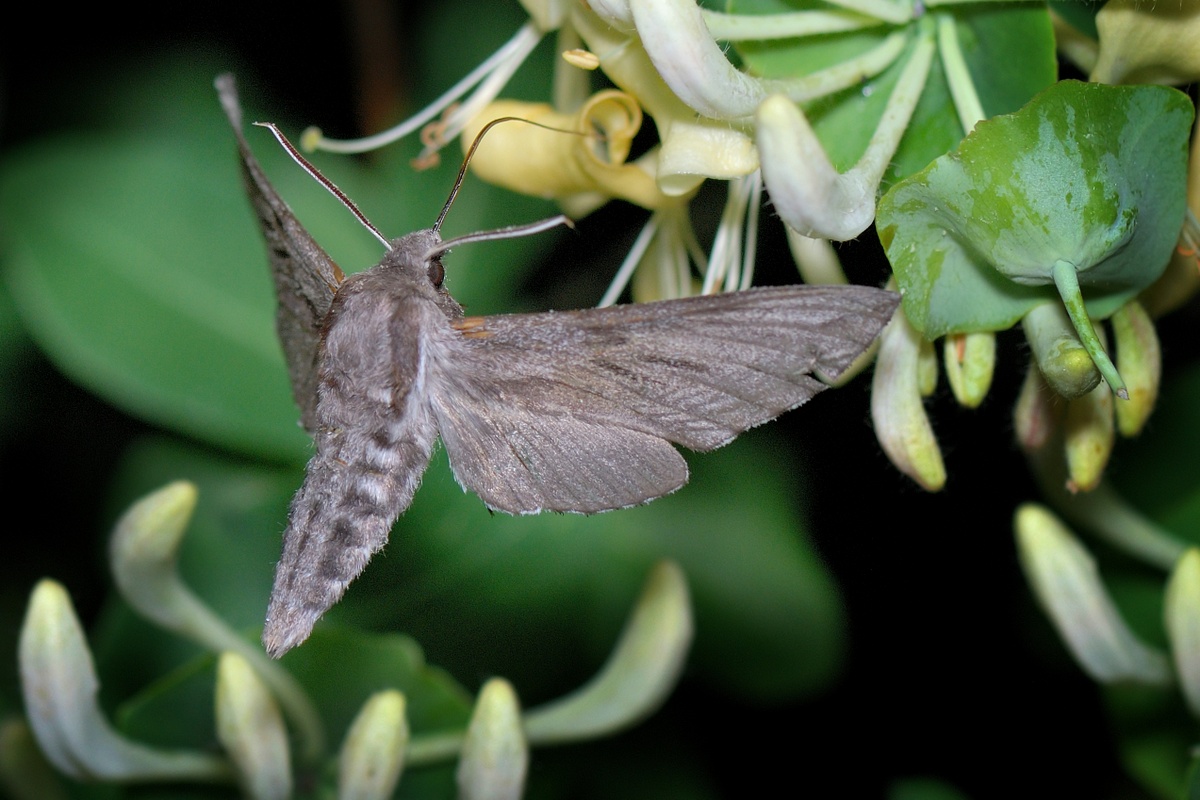 Pu_ininis_sfinksas-008