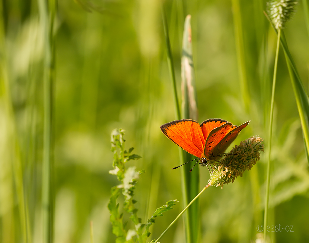 RAS_0364_WEB_east-oz