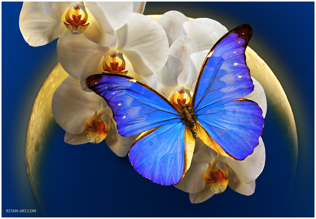 Ritam_Tsaritsa_nochi-Morpho-Butterfly