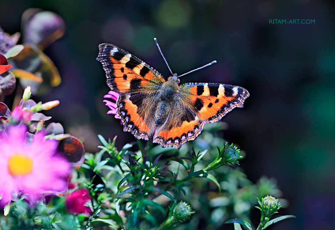 Rodnaya-Krasota_Ritam-W