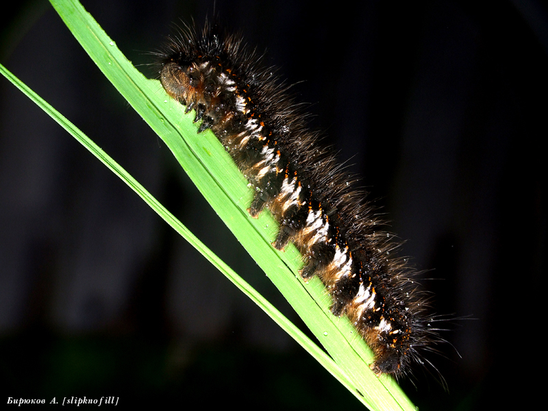 Ruthryx_potatoria_L_Macroclub