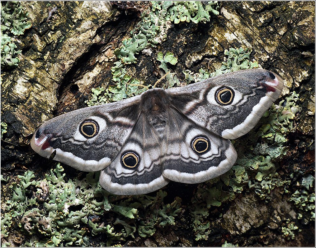 Saturnia-pavonia-2012