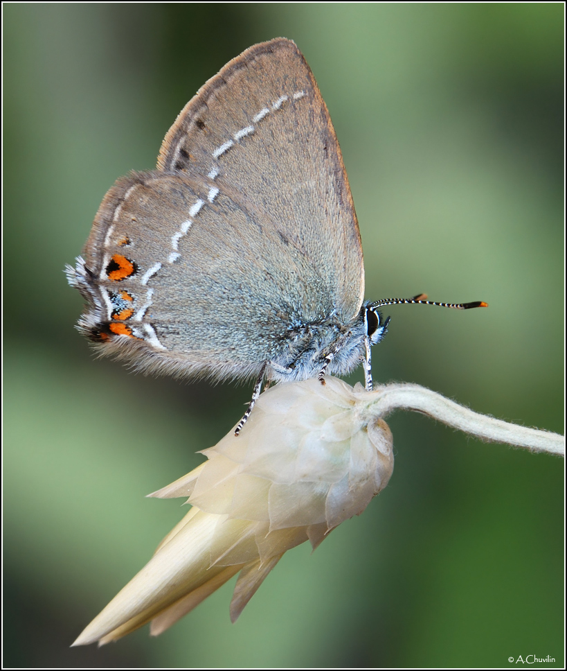 Satyrium_abdominalis_G_1