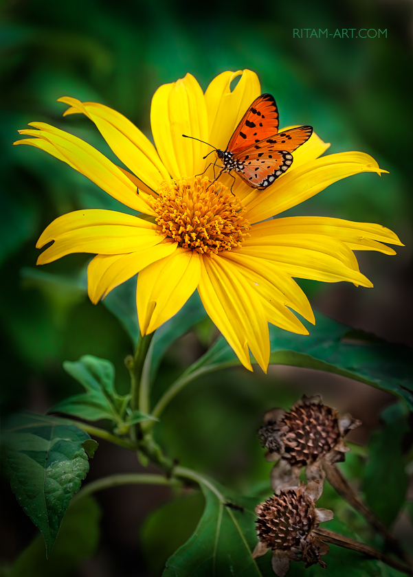 She-Dancer_in_Flowers_-_Ritam_W