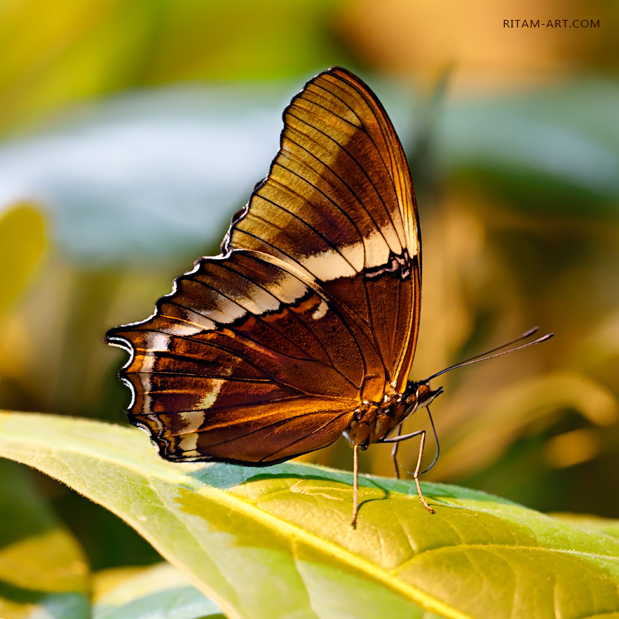 Siproeta-epaphus-butterfly-1_Ritam-W
