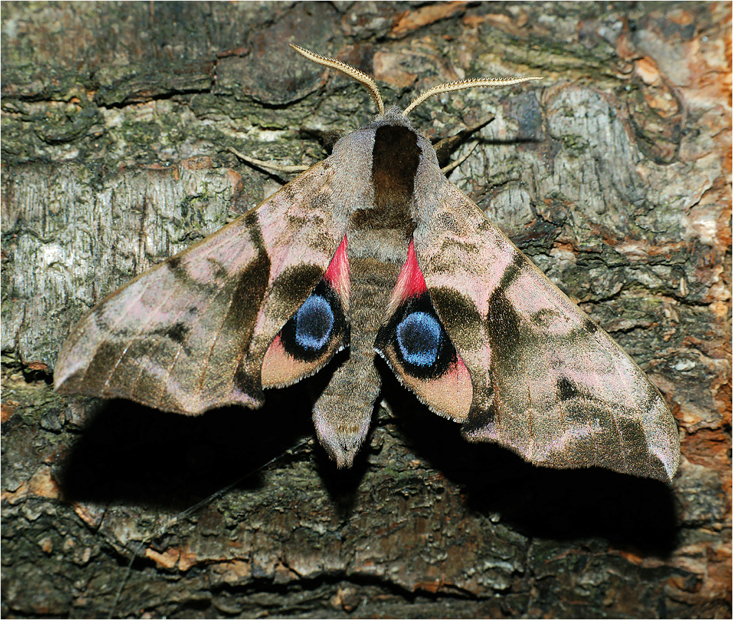Smerinthus-ocellata2