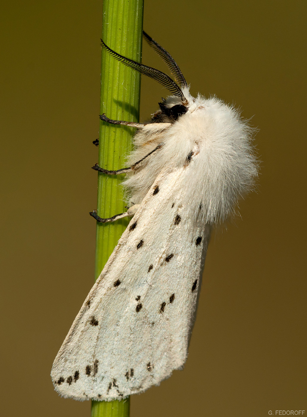 Spilosoma_menthastri_06_2015_