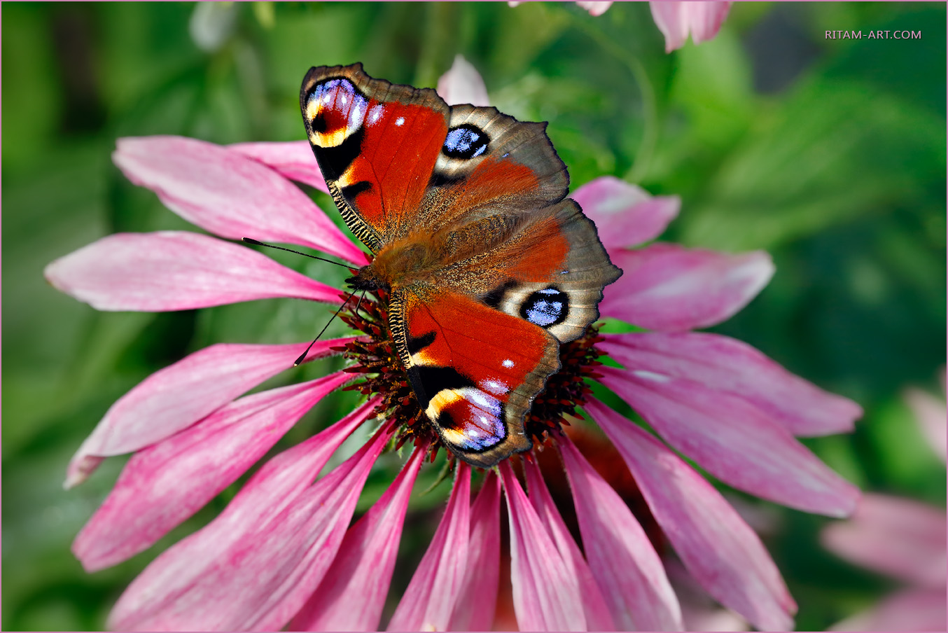 Summer-Beauty_Peacock-butterfly_Ritam-W1