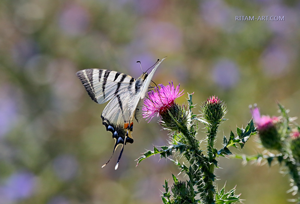 Summer-Magic_Ritam-W